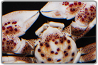 Anemone Porcelain Crab